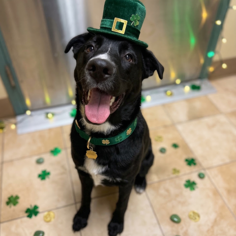 Photo for 159711 [Benny]