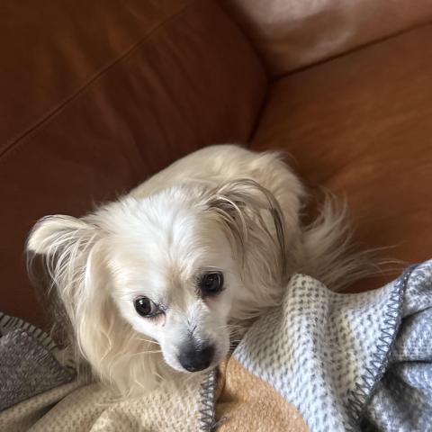 Photo for 159721 [Charlie]