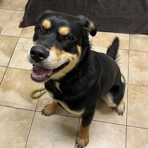 Photo for 159731 [Tank]