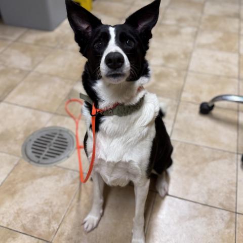 Photo for 159758 [Yoyo]