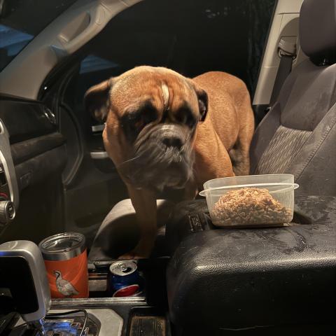 Photo for 159769 [Rocky ]