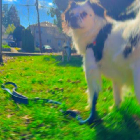 Photo for 159790 [Sadie]