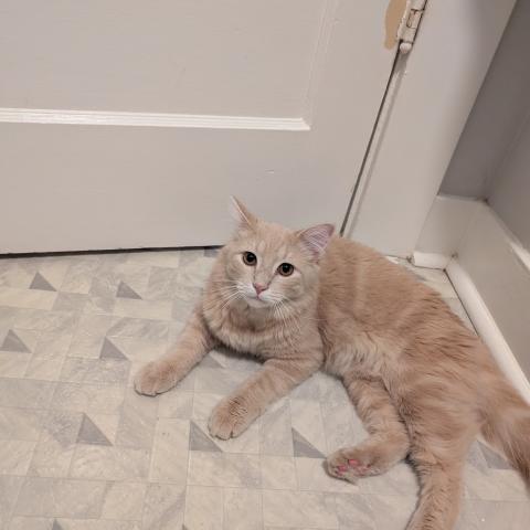 Photo for 159803 [Waffles]