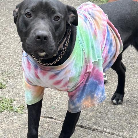 Photo for 159822 [Rosy]