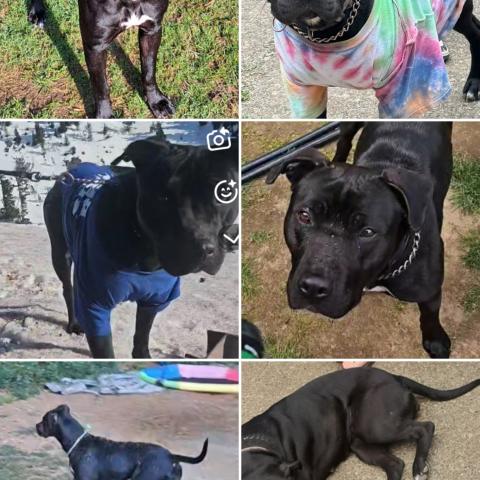 Photo for 159869 [Rosie]