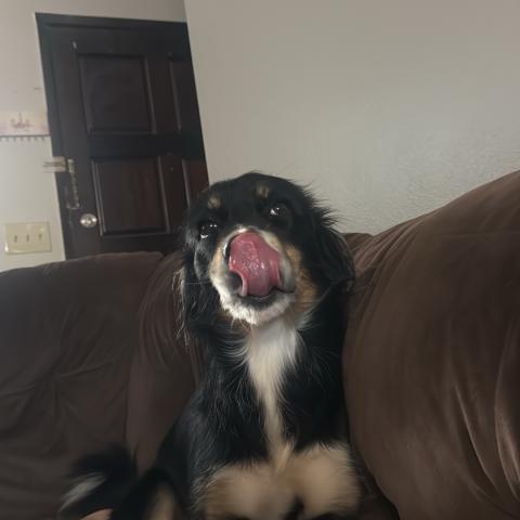 Photo for 159994 [SHILOH]