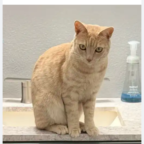 Photo for 160005 [Millie]