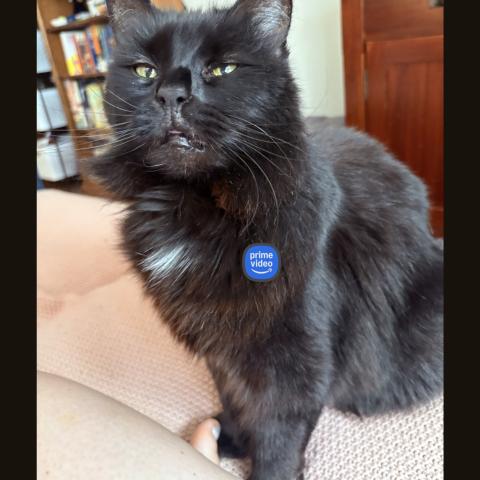 Photo for 160030 [Moxxi]