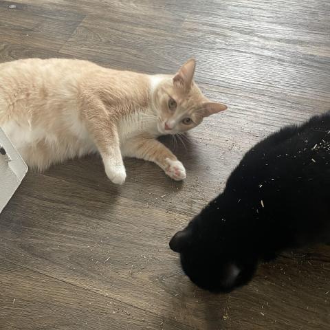 Photo for 160052 [Milo]