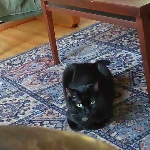 Photo for 160086 [Grackle]