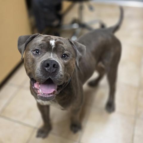 Photo for 160147 [Bubba]