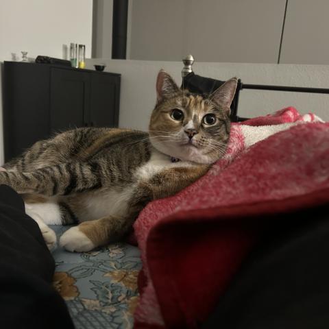 Photo for 160155 [Harper ]