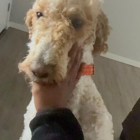 Photo for 160177 [Kobi]