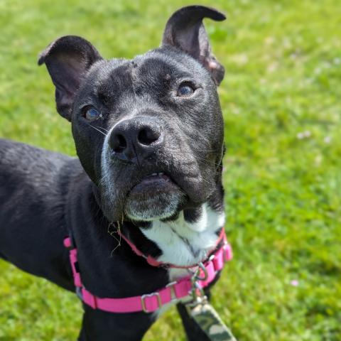 Photo for 160184 [Oreo]