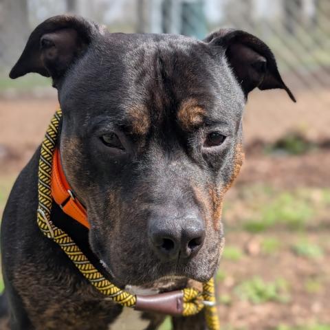 Photo for 160196 [Brutus]