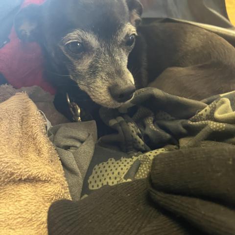 Photo for 160221 [Dixie ]