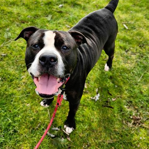 Photo for 160288 [Snoopy]