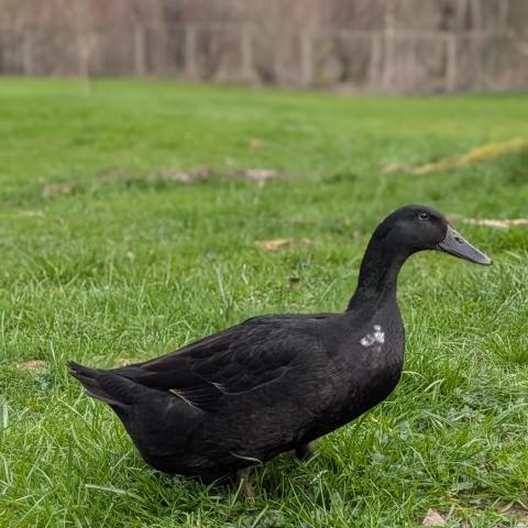 Photo for 160426 [Ladle]