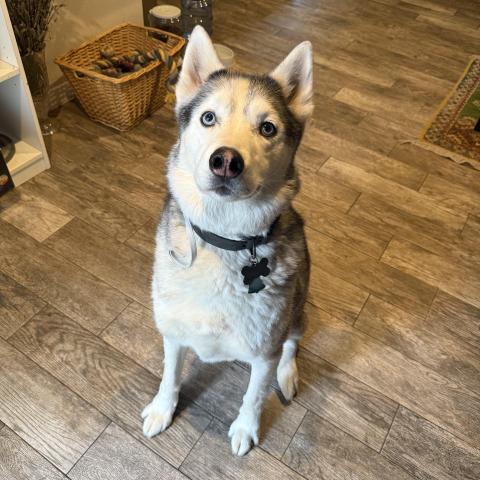 Photo for 160499 [Balto]