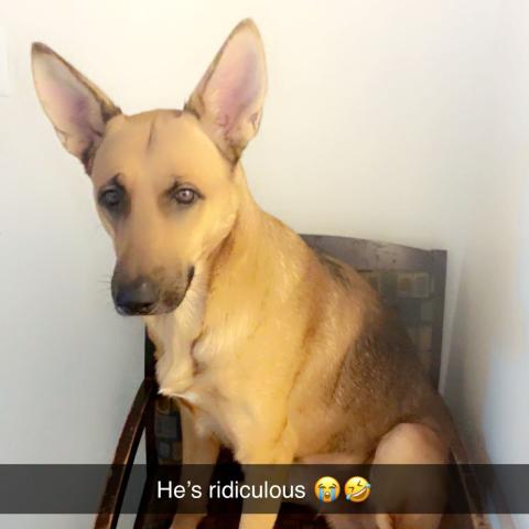 Photo for 160536 [Sarge]