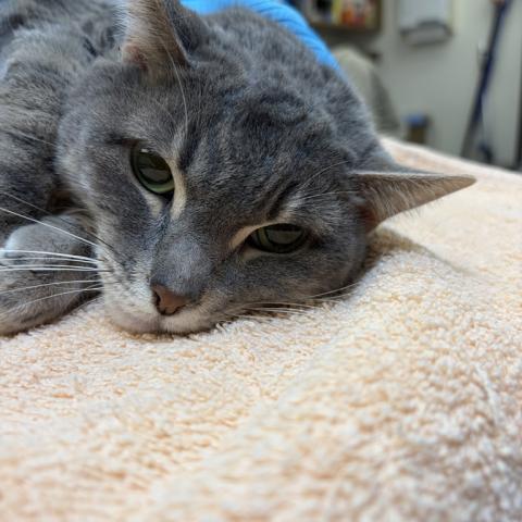 Photo for 160548 [Princess]