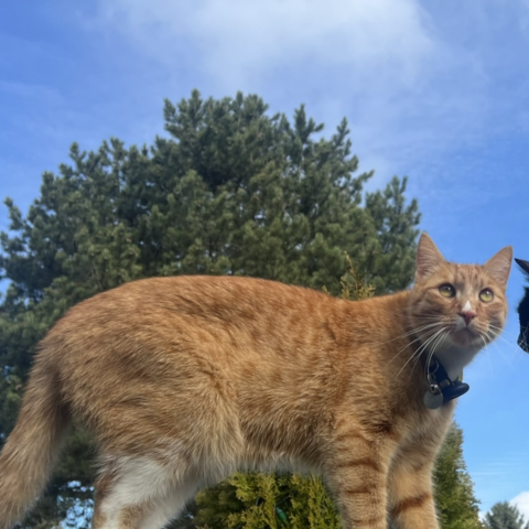 Photo for 160571 [Cheeto]