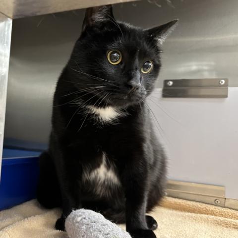 Photo for 160594 [Shy]