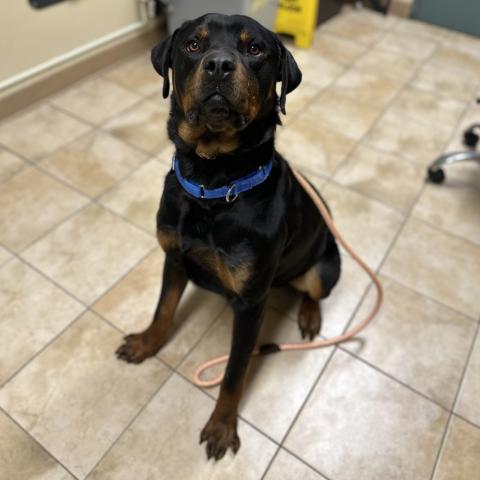 Photo for 160673 [Rocky]