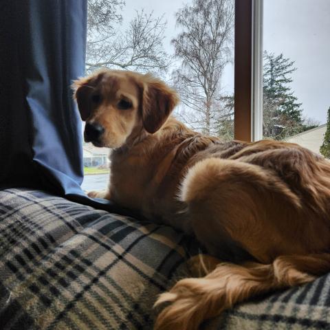 Photo for 160679 [Rosie]