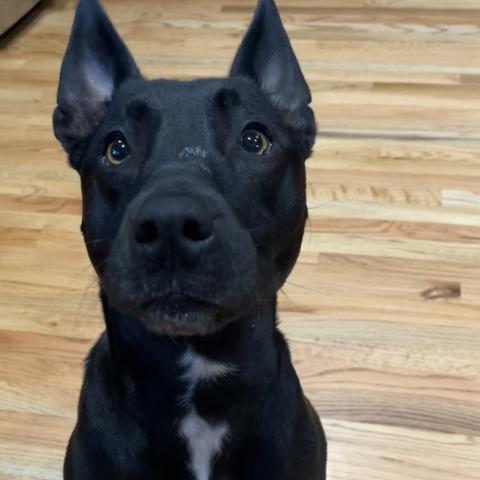 Photo for 160741 [Pumpkin Pie]