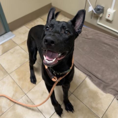 Photo for 160771 [Ecosport]