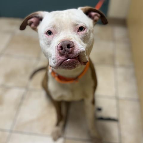 Photo for 160776 [Panda Bear]