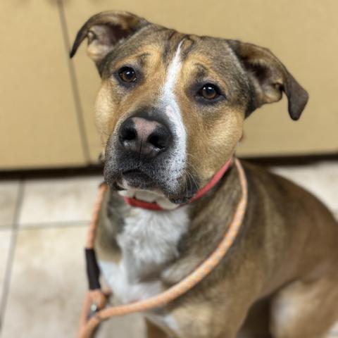 Photo for 160836 [Thumper]