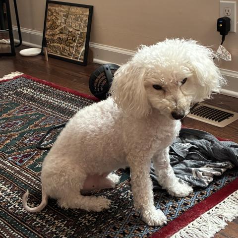 Photo for 160849 [Ralph]