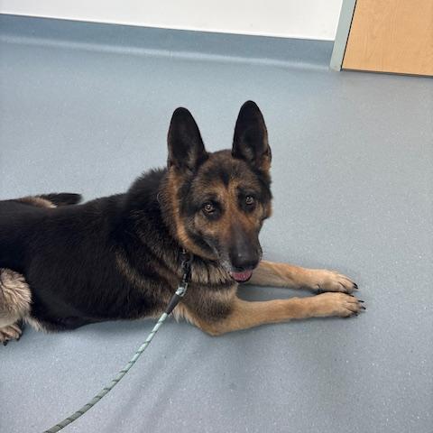 Photo for 160934 [Princess]