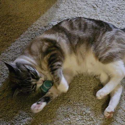 Photo for 160950 [Potato]