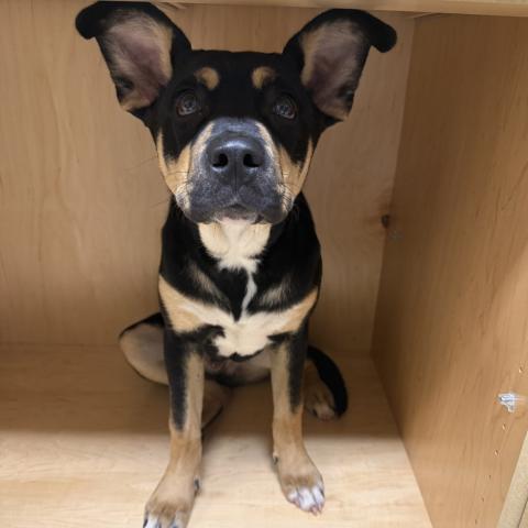 Photo for 160964 [Daurius]