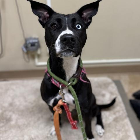 Photo for 160974 [Peep]