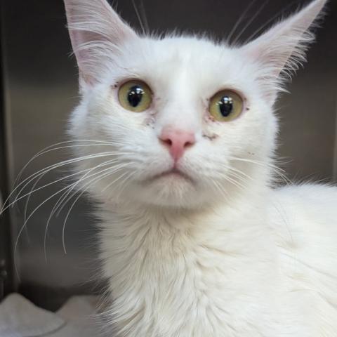 Photo for 160985 [Jane Dough]