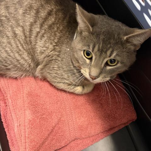 Photo for 160993 [Nutmeg]