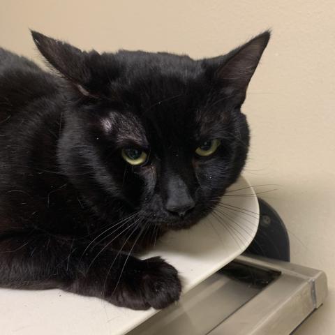 Photo for 161039 [Mickey]