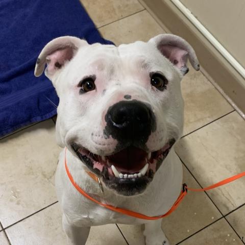 Photo for 161047 [Chevy]