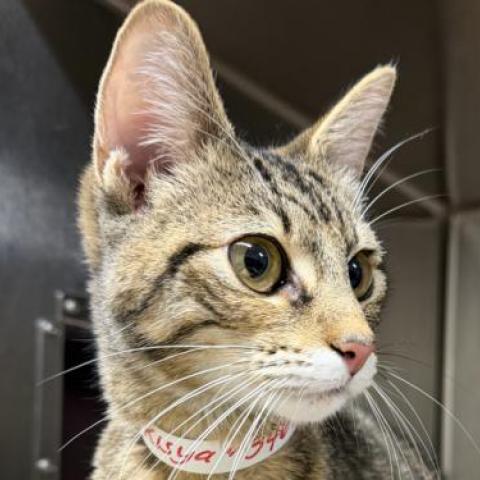 Photo for 161074 [346958 ]