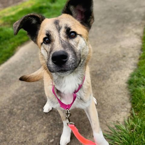 Photo for 161097 [Shakira]