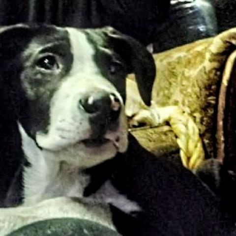 Photo for 161140 [Jester ]