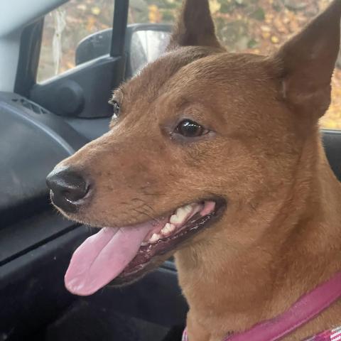 Photo for 161144 [Ziva]