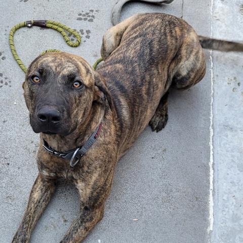 Photo for 161146 [Jinx]