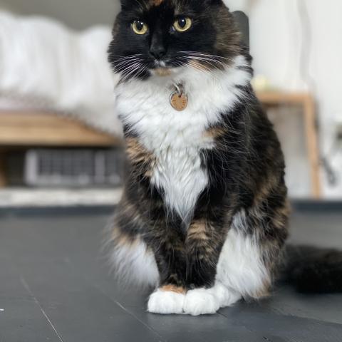 Photo for 161151 [Challah]