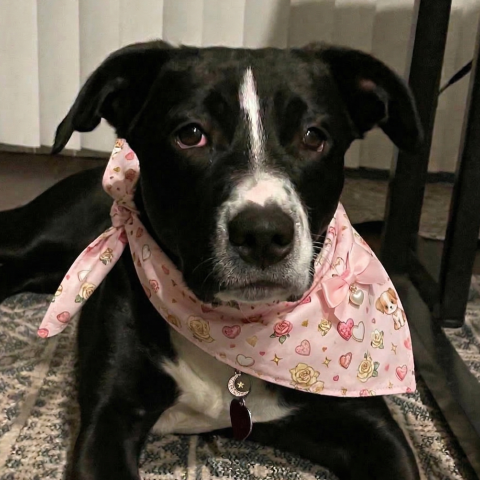 Photo for 161153 [Melody]