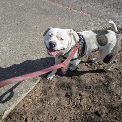 Photo for 161277 [Sir Chauncy]